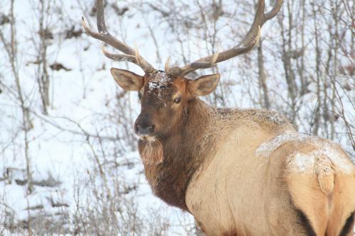 Wapiti, Elk