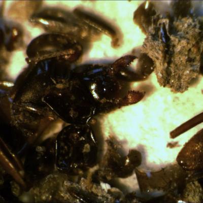 copie-de-fourmis-2.jpg