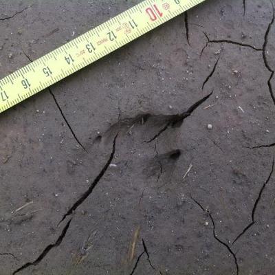 Empreinte de lièvre