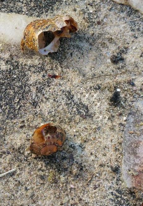 Escargots cassés par une grive