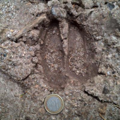 L'empreinte de l'animal