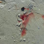 Cette trace de sang sur une plage provient...