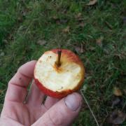 Cette pomme a été entamée par