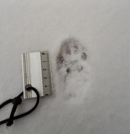 Empreinte de chat dans la neige