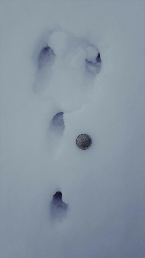 traces de lapin dans la neige