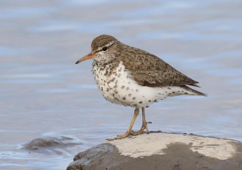 Spotted Sadpiper