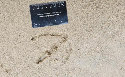Canada Goose track