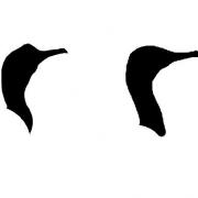 Parmi ces deux têtes de cormoran (grand et huppé), celle du cormoran huppé est