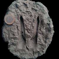 Chamois adulte / adult chamois