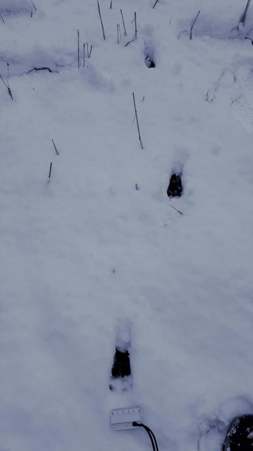 traces de chevreuil dans la neige