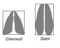 comparaison-pied-chevreuil-daim-1.jpg