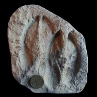 Jeune Cerf élaphe / Young Red Deer