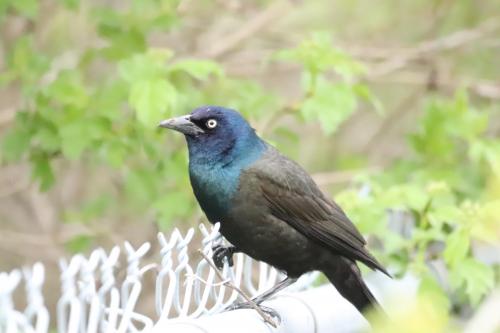 Common Grackle