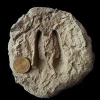 Jeune chamois / Young chamois