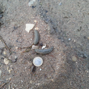 Ces laissées, trouvées sur une plage, au bord d'un lac, sont celles du