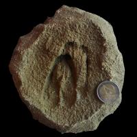 Mouflon de Corse / European Mouflon