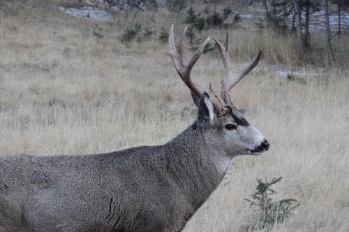 Mule deer