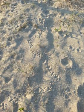 Piste de ramier dans le sable