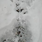 ces traces dans la neige sont celles