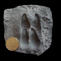 Petit sanglier / Young Wild Boar